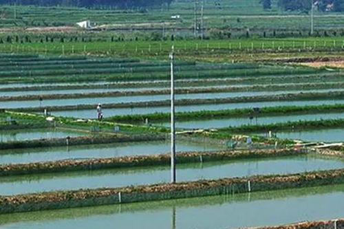 武汉渔水源水产养殖 黄骨鱼在市场上的前景